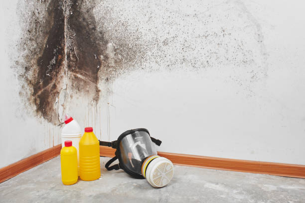 Crawl Space Mold Removal in Lockney, TX