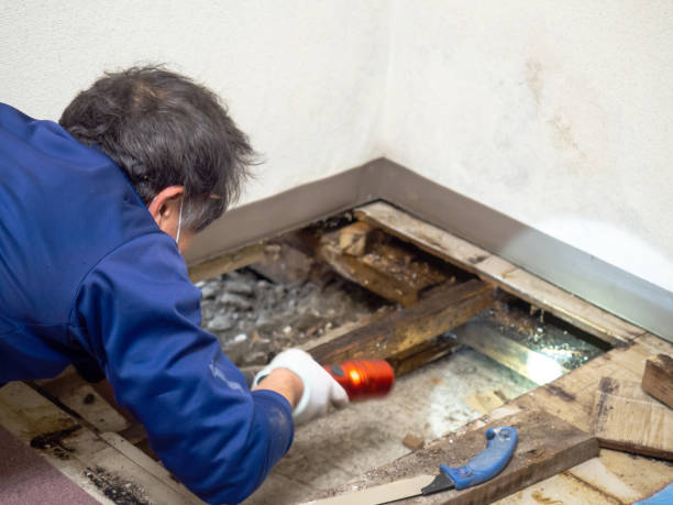 Office Mold Removal Services in Lockney, TX