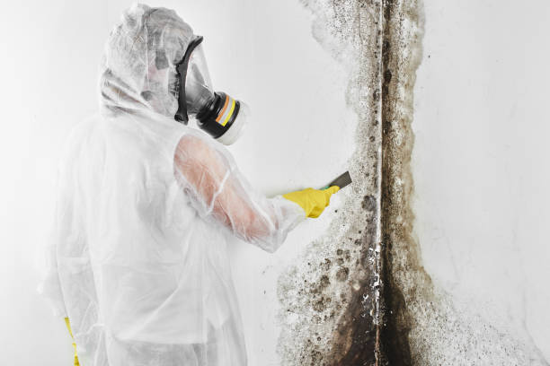 Mold Removal and Inspection in Lockney, TX