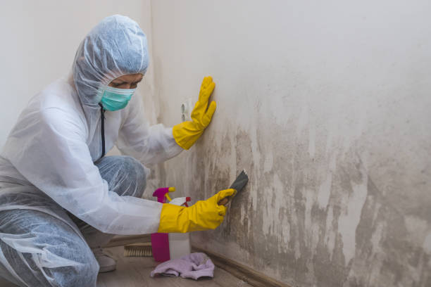 Best Mold Removal Company Near Me  in Lockney, TX