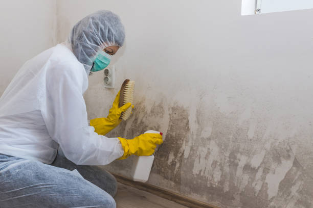 Best Residential Mold Removal  in Lockney, TX