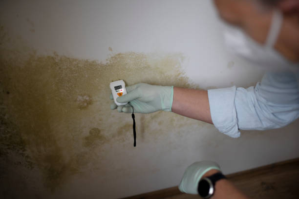 Best Certified Mold Removal  in Lockney, TX