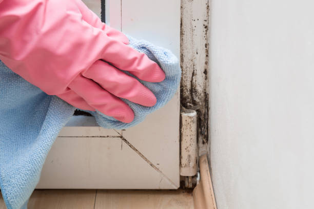 Best Same-Day Mold Removal  in Lockney, TX