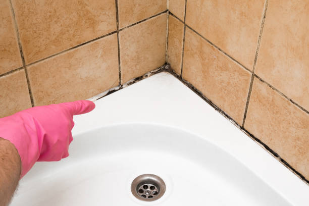 Best Attic Mold Removal  in Lockney, TX